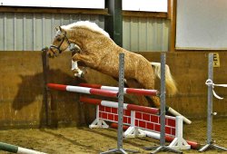 Dorfkind G | Hengststation Gudrun Gernholt