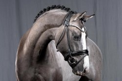 Valido`s Grey l`Amour G | Hengststation Gudrun Gernholt