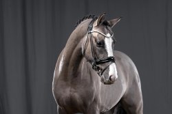 Valido`s Grey l`Amour G | Hengststation Gudrun Gernholt