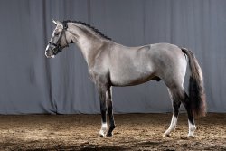 Valido`s Grey l`Amour G | Hengststation Gudrun Gernholt