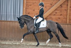 Valido`s Grey l`Amour G | Hengststation Gudrun Gernholt