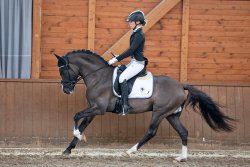 Valido`s Grey l`Amour G | Hengststation Gudrun Gernholt