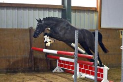 Velvet Black G | Hengststation Gudrun Gernholt