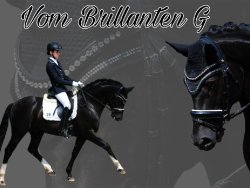 Vom Brillanten G | Hengststation Gudrun Gernholt