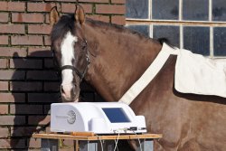Bioresonanz für Pferde nach Paul Schmidt | Hengststation Gudrun Gernholt