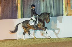 Dancing in the Moonlight AT - Wickrath Galoppbild