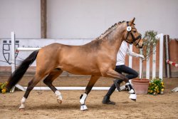 Dos Maderas G - Körung Trabbild