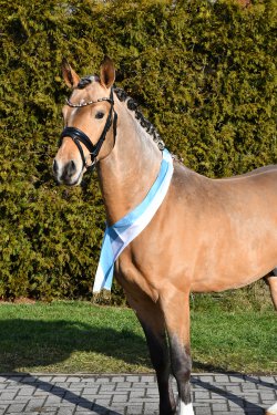 Dos Maderas G - Kopfbild 3