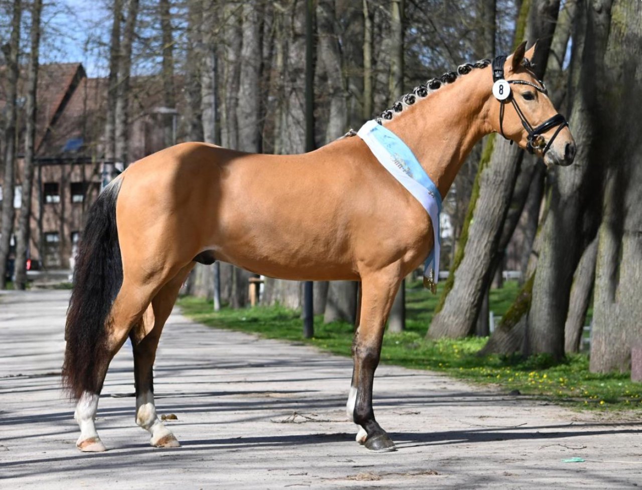 Dos Maderas G - Standportrait