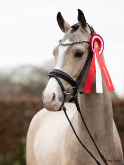 Giant Step J - Kopfbild