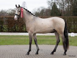 Giant Step J - Standportrait