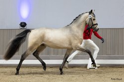 Giant Step J - Trabbild