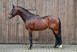 Kieferhof's Imperius - Standportrait 1