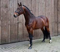 Kieferhof's Imperius - Standportrait 2