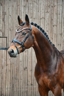 Kieferhof's Imperius - Kopfbild 1