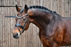 Kiefferhof's Imperius - Kopfbild 2