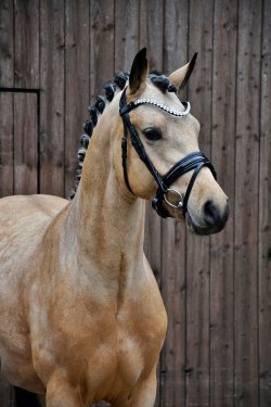 New Planet RB - Kopfbild 2