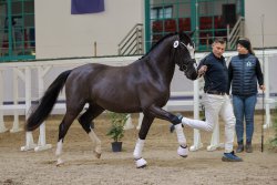 Next Compliment G - Körung Trabbild