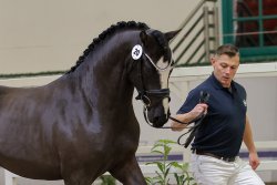 Next Compliment G - Körung 1