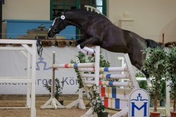 Next Colpliment G - Körung Freispringen