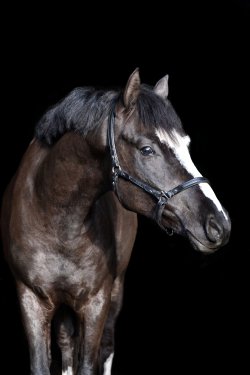 Next Compliment G - Kopfbild 3