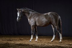 Next Compliment G - Standportrait