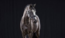 Next Compliment G - Kopfbild 1