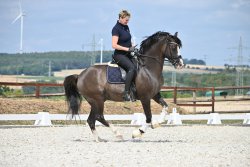 Valido's Grey Star G - Galopppirouette