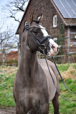 Valido's Grey Star G - Kopfbild