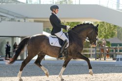 Valido's Grey Star G - Aachen Trabbild