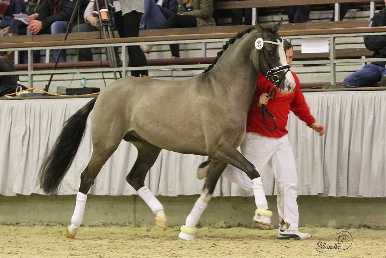 Valido's Grey Star G | Hengststation Gudrun Gernholt