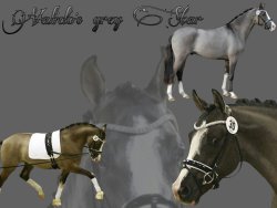 Valido's Grey Star G | Hengststation Gudrun Gernholt