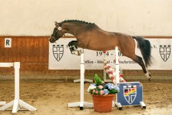 Valido's Last l'Amour G - Freispringen