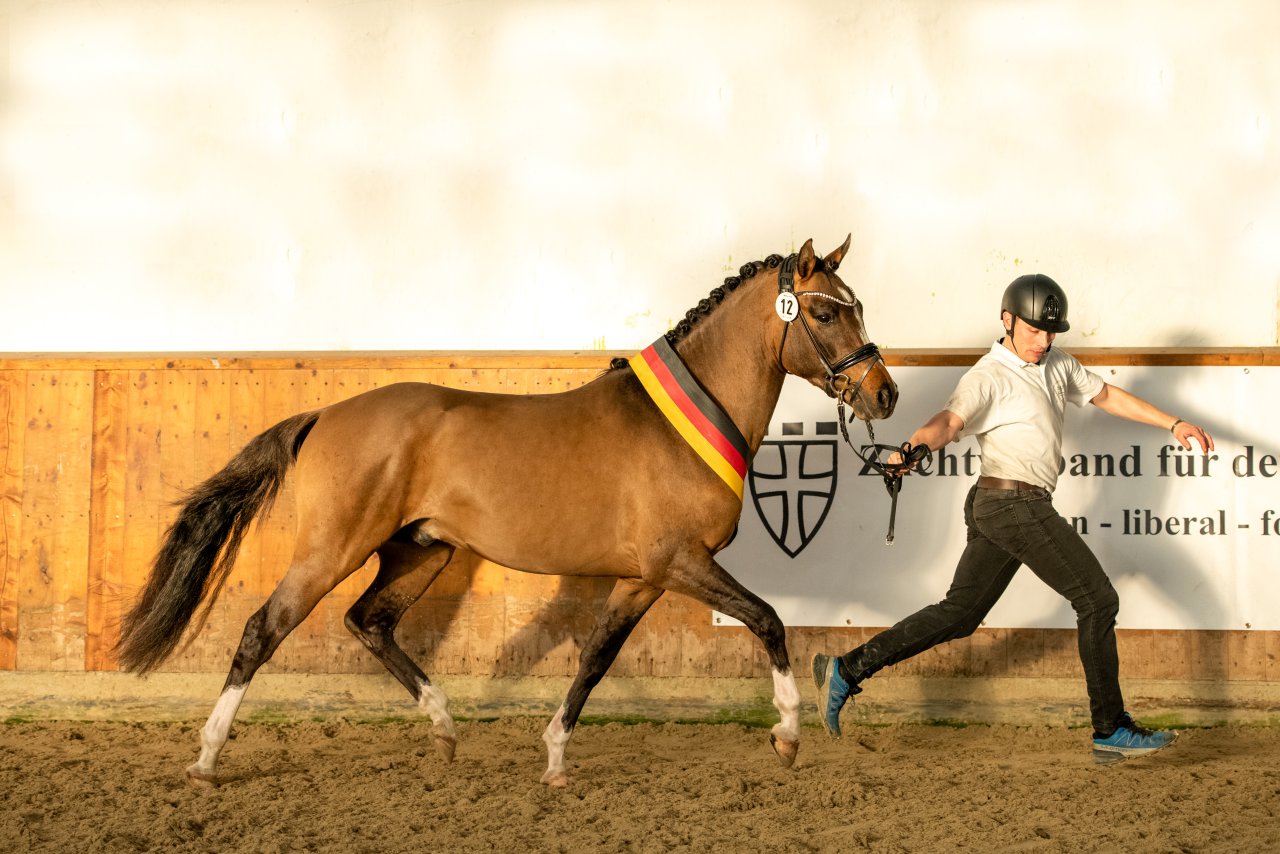 Valido's Last l'Amour G - Körung Trabbild