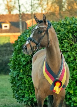 Valido's Last l'Amour G - Kopfbild 1