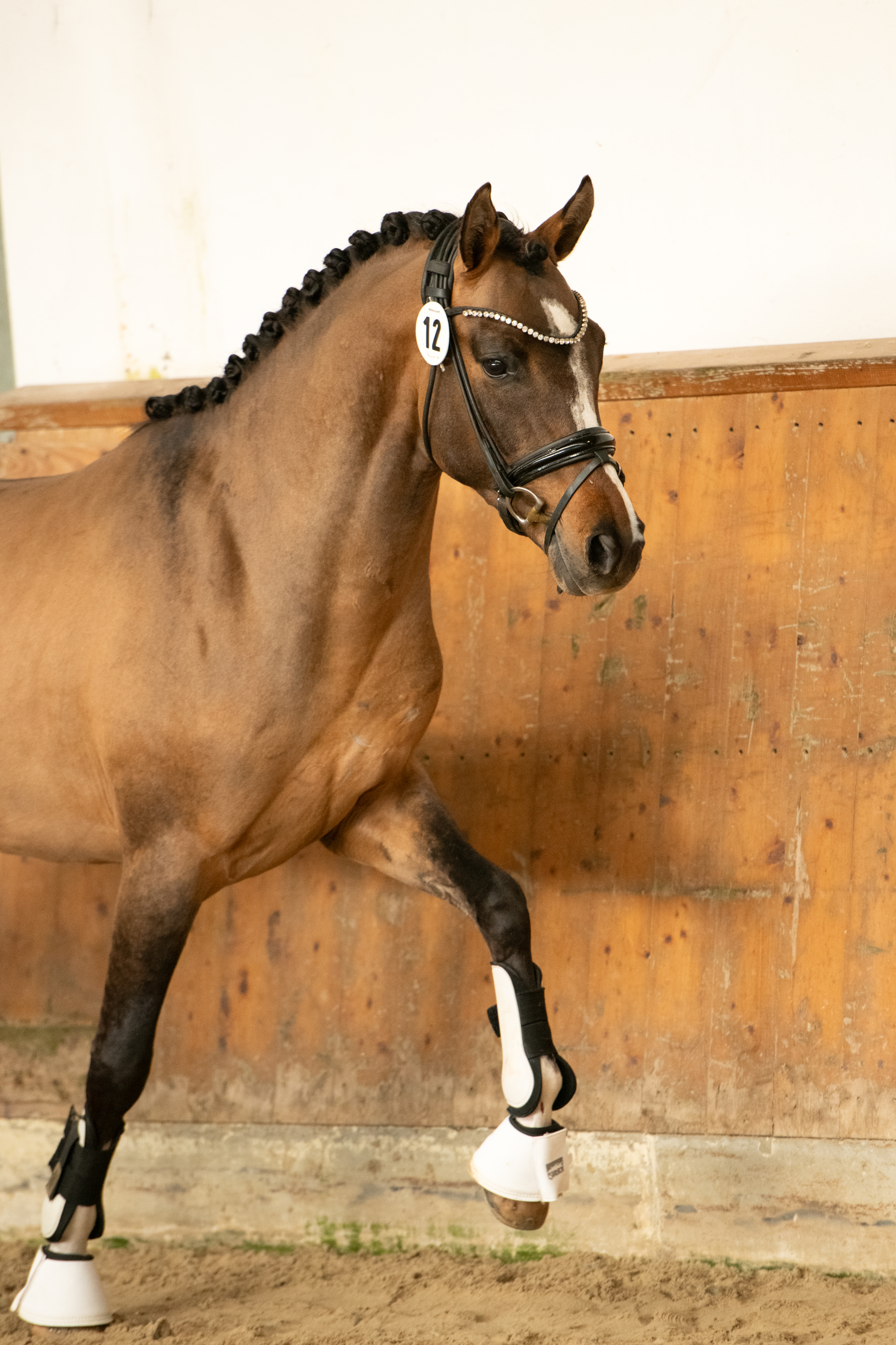 Valido's Last l'Amour G